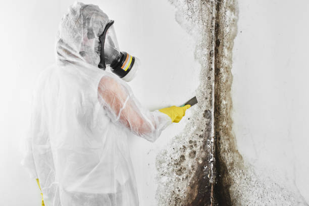 Best Residential Mold Removal  in Lake Royale, NC
